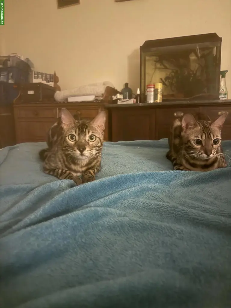Rassenreine Bengal Kätzinnen