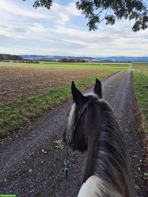 Reitunterricht im Thurgau Dressur, Anfänger & Longenunterricht