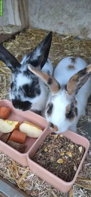 2 Zwergkaninchen, Zwergwidder x Kleinrex
