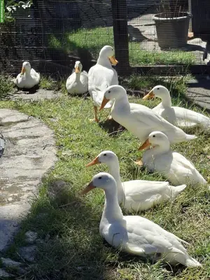 Indische Laufenten, weiss, rassenrein zu verkaufen