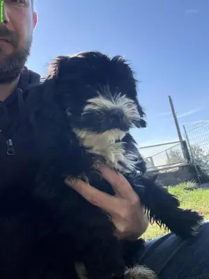 Cockapoo Welpen, Rüden, schwarz-weiss