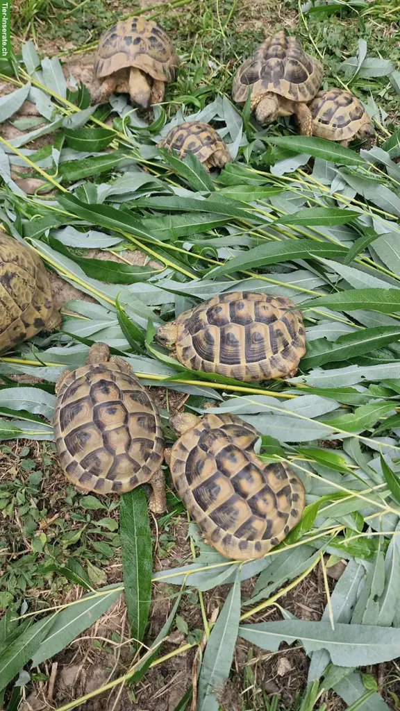 Testudo hermanni boettgeri (Griechische Landschildkröte)