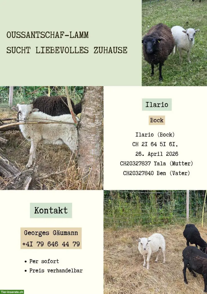 Ouessantschaf Lamm suchen liebevolles Zuhause per sofort