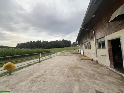 Pferdehaltung am Mooshof - Gruppenstall mit Komfort