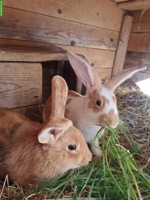 Kaninchen Böcke zu verkaufen
