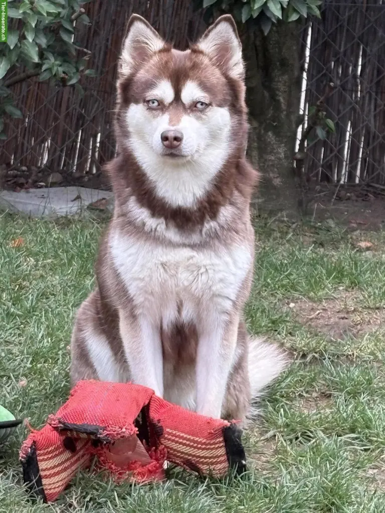 3-jährige Alaskan Klee Kai-Hündin in beste Hände abzugeben