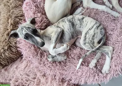 Junger Whippet Rüde gestromt