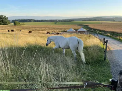 Plätze frei in Paddock Trail in Uttewil bei Bösingen (20min ab Bern)