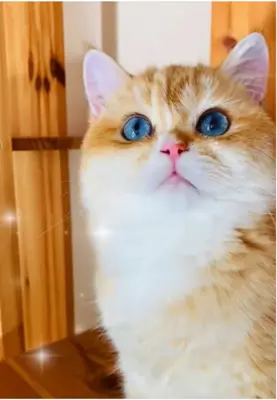 BKH Chocolate Golden DBE Kater Dominant Blue Eyes zur Zucht