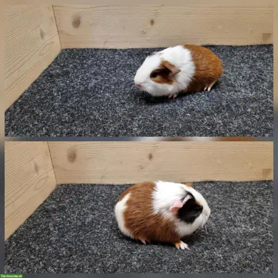 Meerschweinchen Frühkastraten aus Zucht