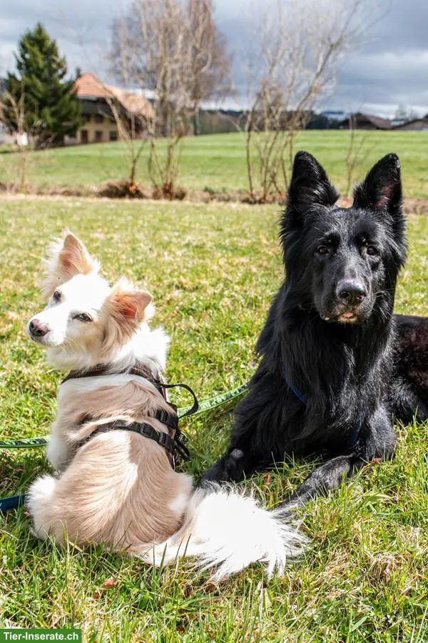 Hunde Liv & Bruce, gemeinsam stark