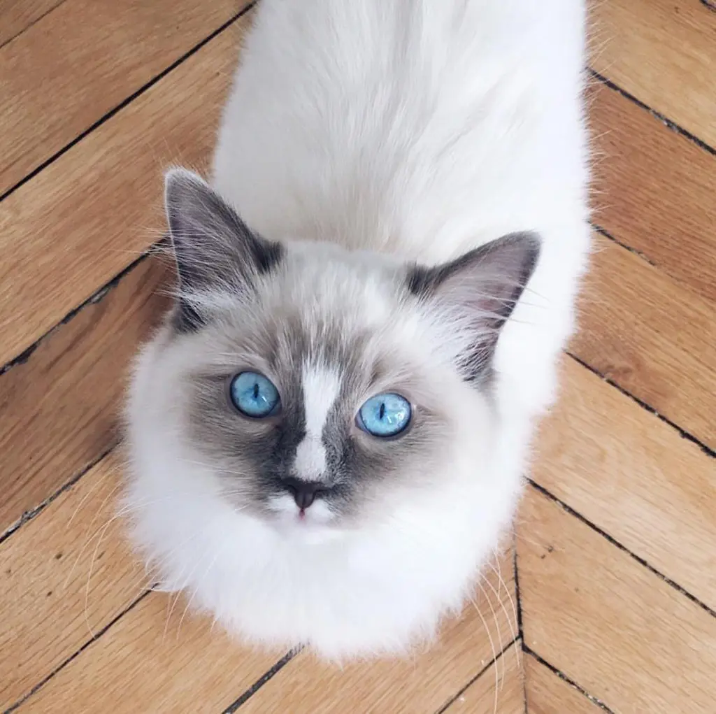 000e69e1-f257-4560-8505-7ac05fed0d36-Pepsy the Ragdoll (43).jpg