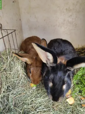2 Kaninchen Männchen zu verkaufen