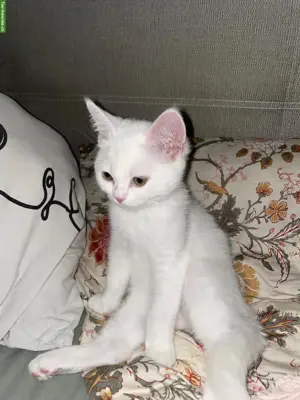2 BKH / BLH Mix Kater