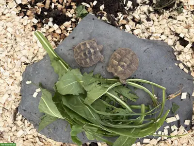 Griechische Landschildkröten Babys