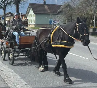 Kutsche zu verkaufen