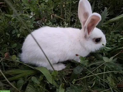 Kaninchen zu verkaufen