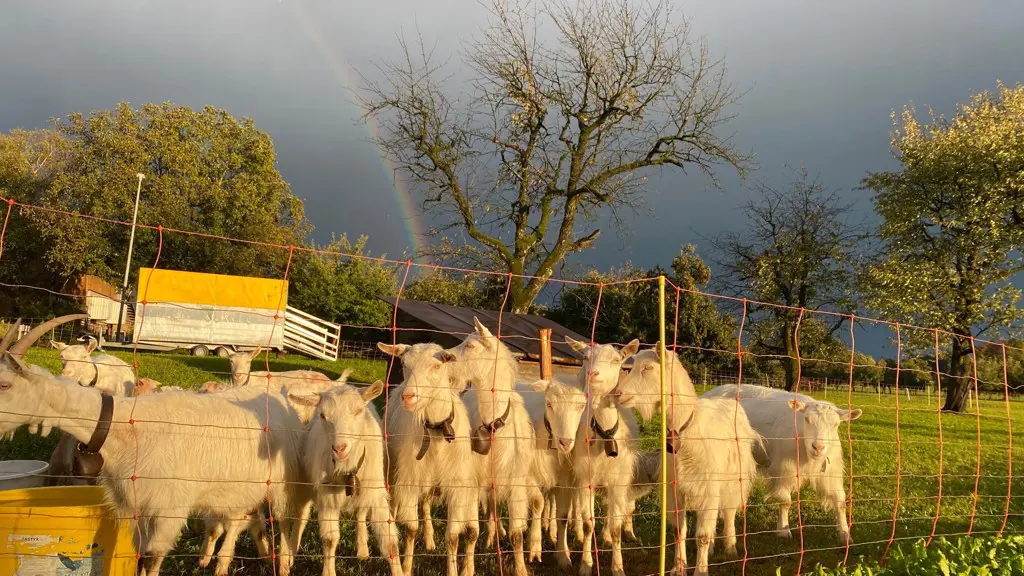 Appenzellerziege gesucht