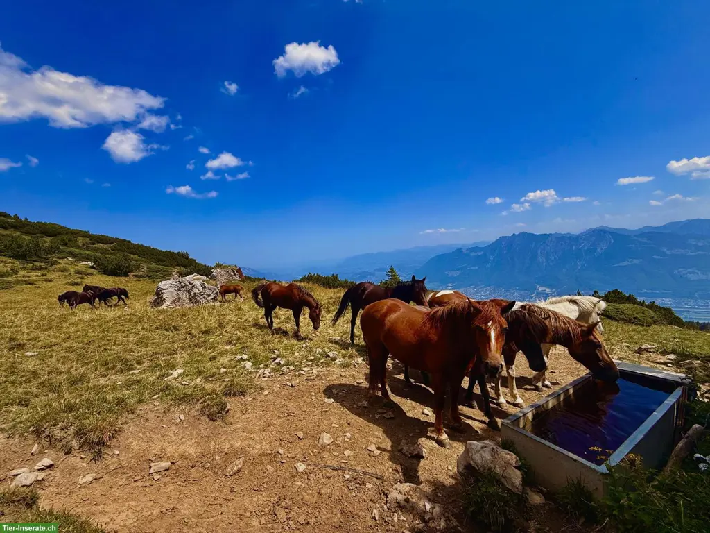 Freie Sömmerungsplätze für 2027 - auf schöner Rheintaler Alp