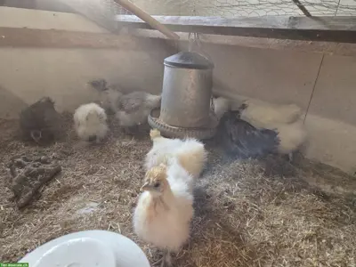 Zwerg Seidenhuhn und Mischung Seidenhuhn x Chabo
