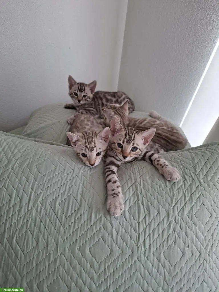Gesundes wunderschöne Bengal Kitten (Kater) aus seriöser Zucht
