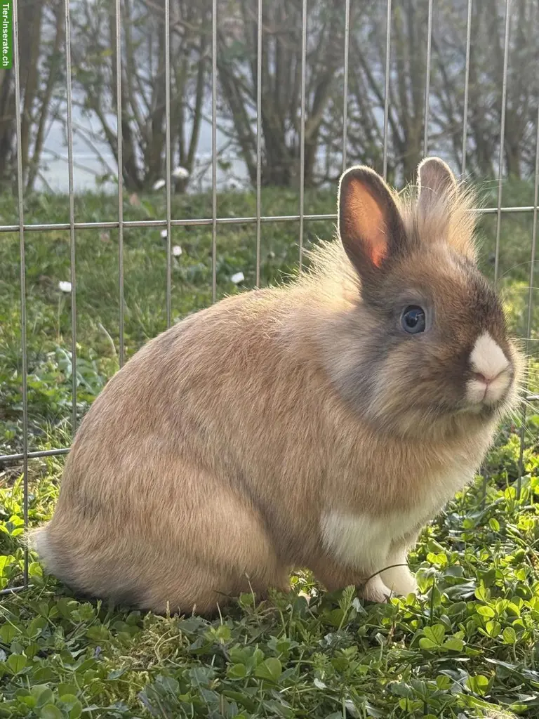 Löwenkopf Zwergkaninchen Paar sucht neues Heim
