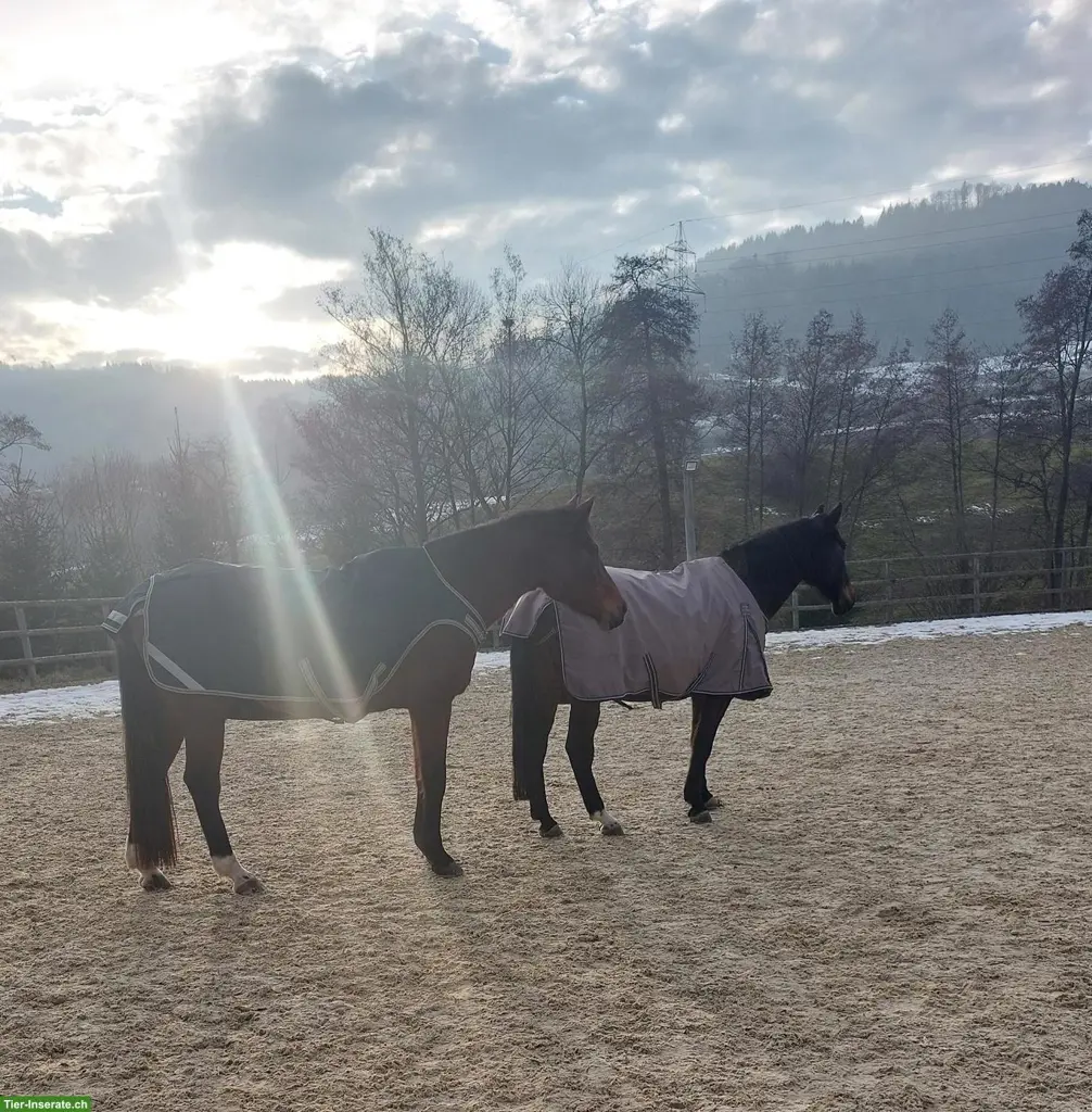 Reitbeteiligung auf Warmblut-Pferd in Gipf-Oberfrick