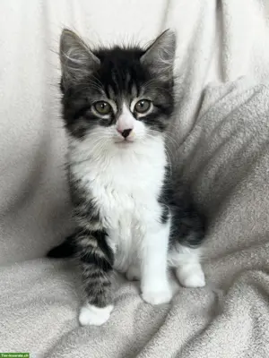 Norwegischer Waldkatzen-Mix Kater