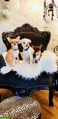 Hundehotel Paradies SG ist spezialisiert auf kleine Hunde bis 10kg