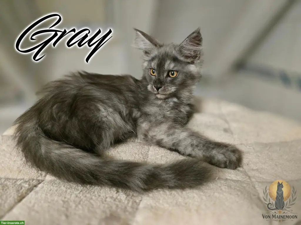 Kräftige Maine Coon Kitten mit Stammbaum suchen liebes Zuhause