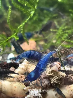 Blue Dream Garnelen (= Blue Velvet) und neu rote Neocaridina abzugeben