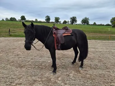 Biete temporäre Reitbeteiligung in Hagendorn ZG