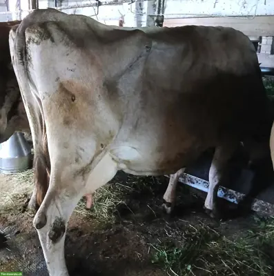 Braunvieh Kuh zu verkaufen