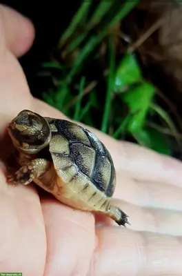 Breitrandschildkröte NZ zu verkaufen