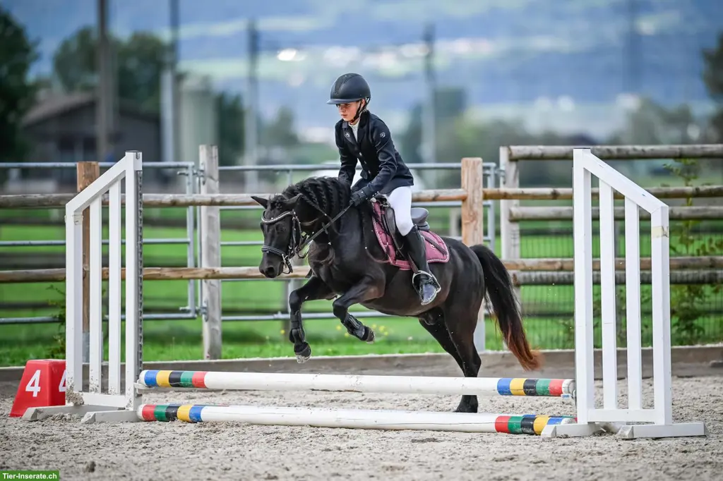 Aktuell reserviert: 8-jähriger Welsh Ponywallach