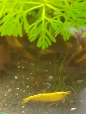Neocaridina davidi - Yellow fire Garnelen