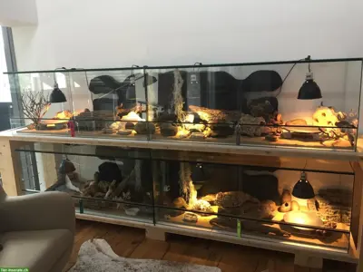 Leopardgeckos inkl. Terrarium mit komplettem Zubehör