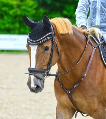 10 jährige Warmblutstute zu Verkaufen