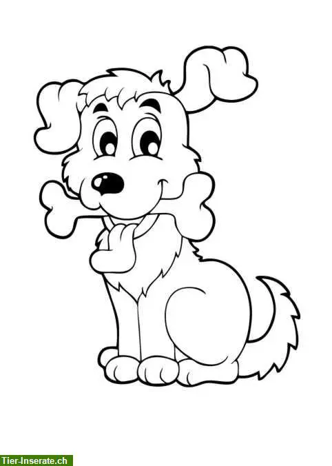 Biete Hundebetreuung/-Spazierdienst Bern