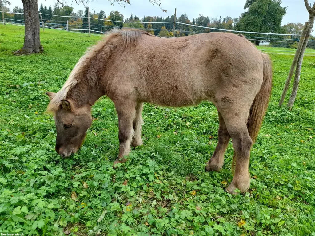 Pflegepferd Isländer und/oder Shetty in Feldbach ZH