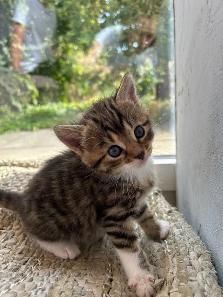 Katzen