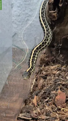 Thamnophis radix 1.0 NZ24, het. Nebraska albino