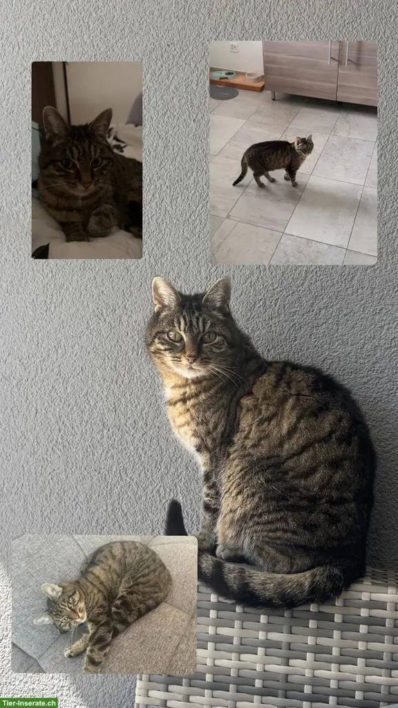 Getigerte Katze vermisst, Niedergesteln VS