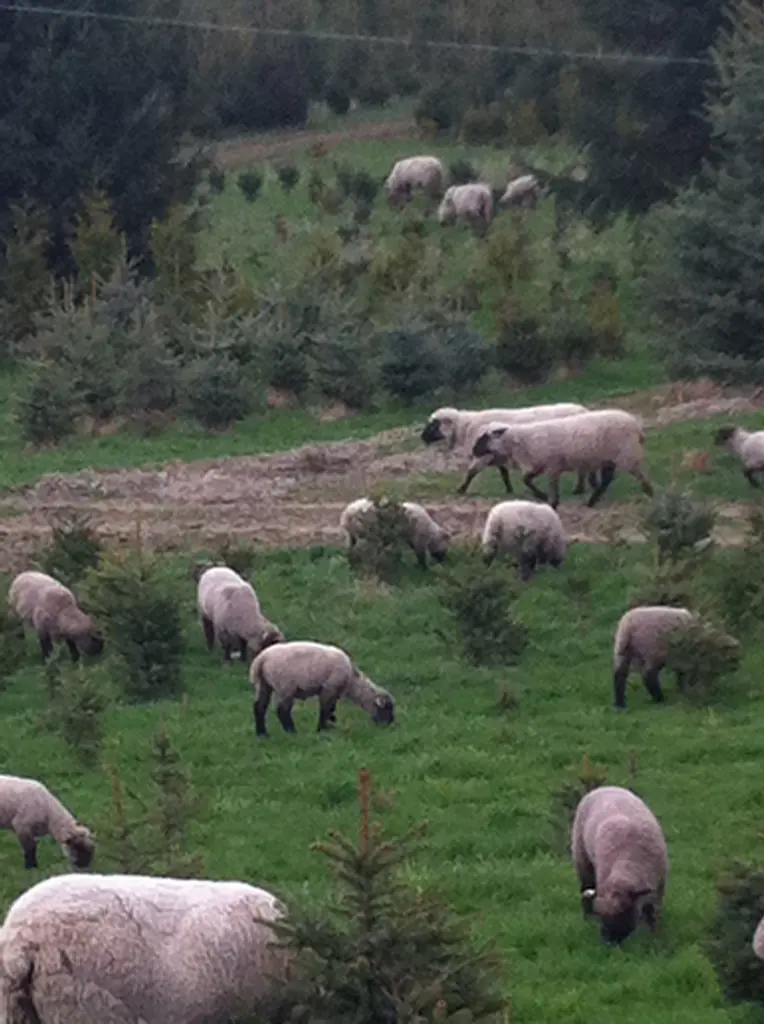 Shropshire Widder zu verkaufen