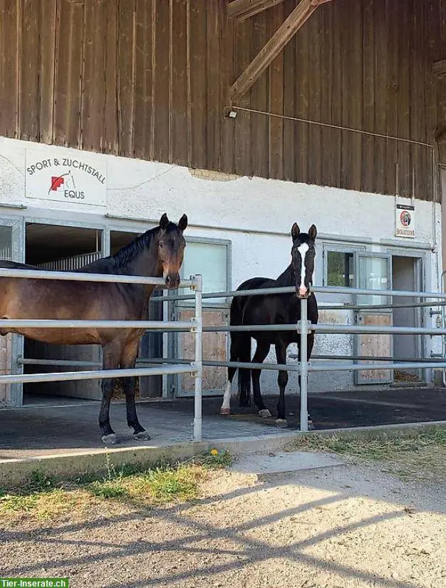 Pferdepension Bettlach: Auslaufboxe frei mit Reitplatz