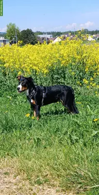 Ace, ein lieber, treuer Traumhund, Rüde, 8 Monate