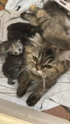 Perser Kitten mit Näschen zu verkaufen