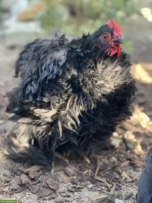 Flauschiger Zwerg Cochin Junghahn sucht neues Zuhause