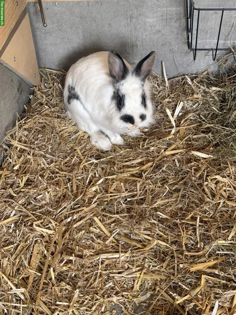Zwergkaninchen Geschwister inkl. Aussengehege