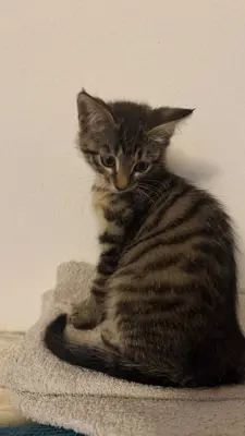 Main coon mixe verschmust und zutraulich